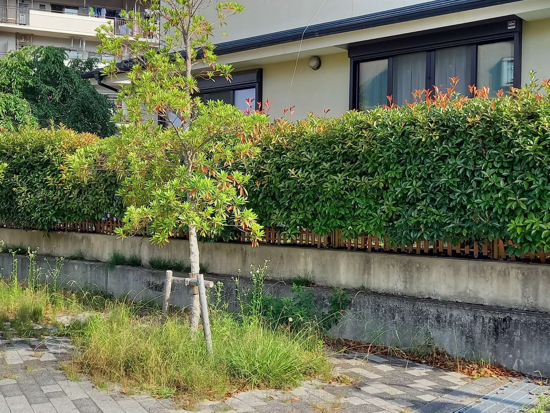 伏見区桃山町Y邸宅生垣刈込剪定をしました！植木屋京都みなみ園