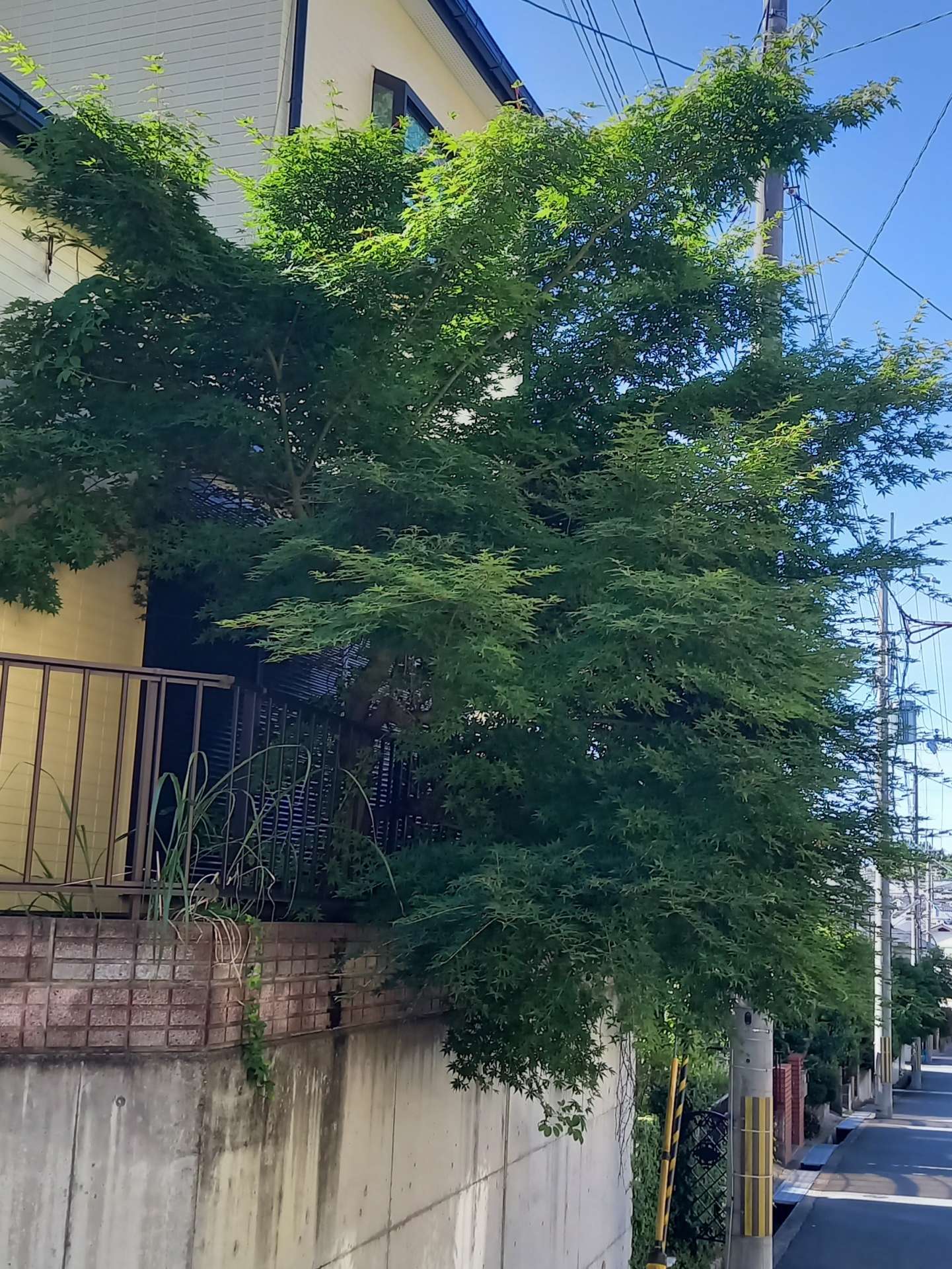 城陽市B様邸宅紅葉を剪定をしました！植木屋京都みなみ園