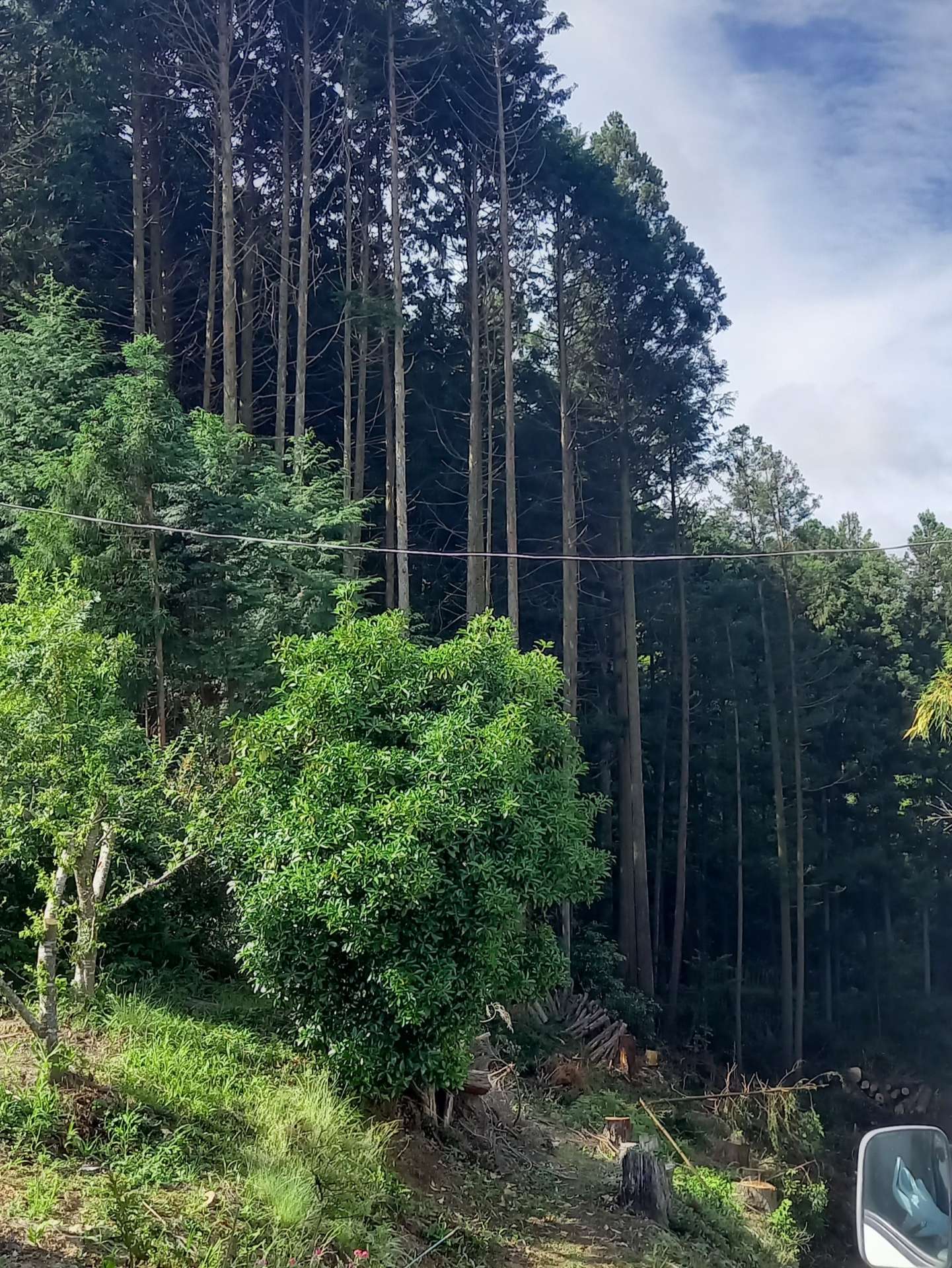 京都府南山城村I様邸宅山林の伐採をしました！植木屋京都みなみ園