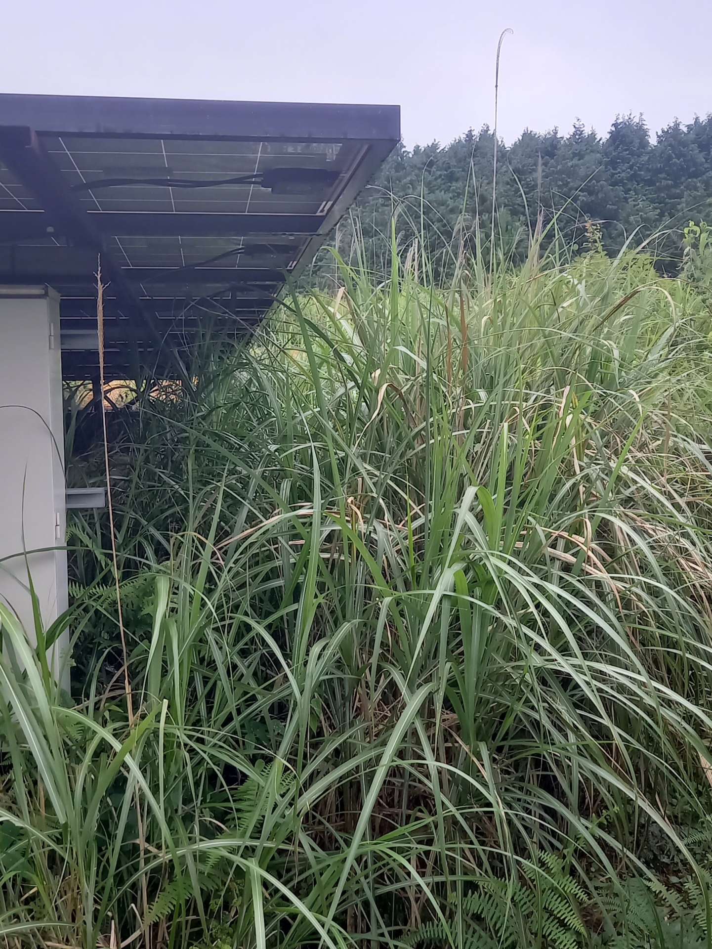 京都府相楽郡O様ソーラー設備の草刈をしました！植木屋京都みなみ園