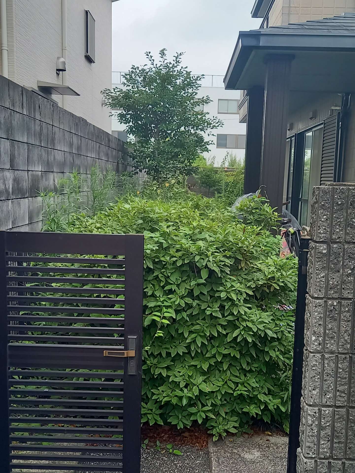 京都市伏見区O様邸宅剪定・刈込剪定・草刈をしました！植木屋京都みなみ園