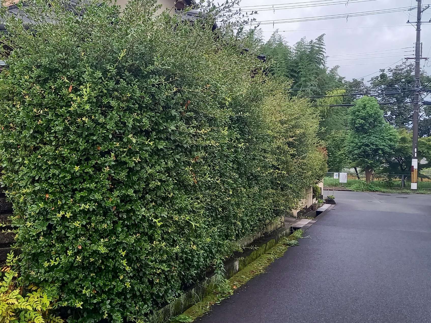 京都府城陽市Y様邸宅の刈込剪定をしました！植木屋京都みなみ園