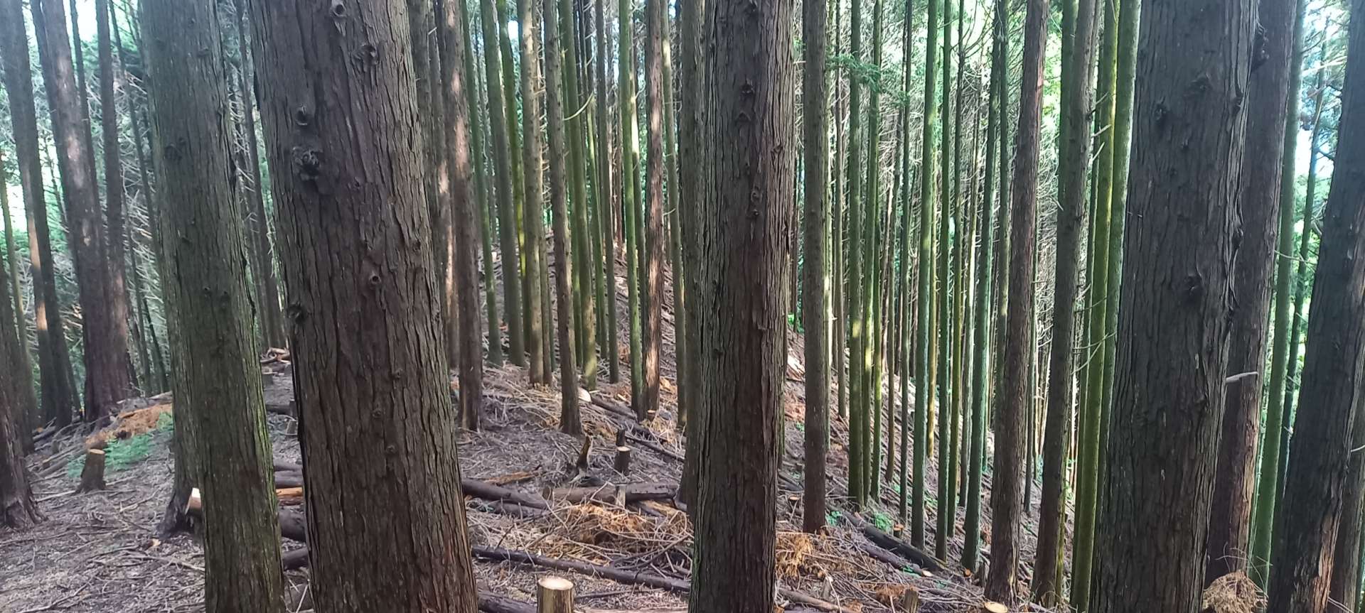 京都府相楽郡S様邸宅山林管理の間伐(伐採)をました！植木屋京都みなみ園