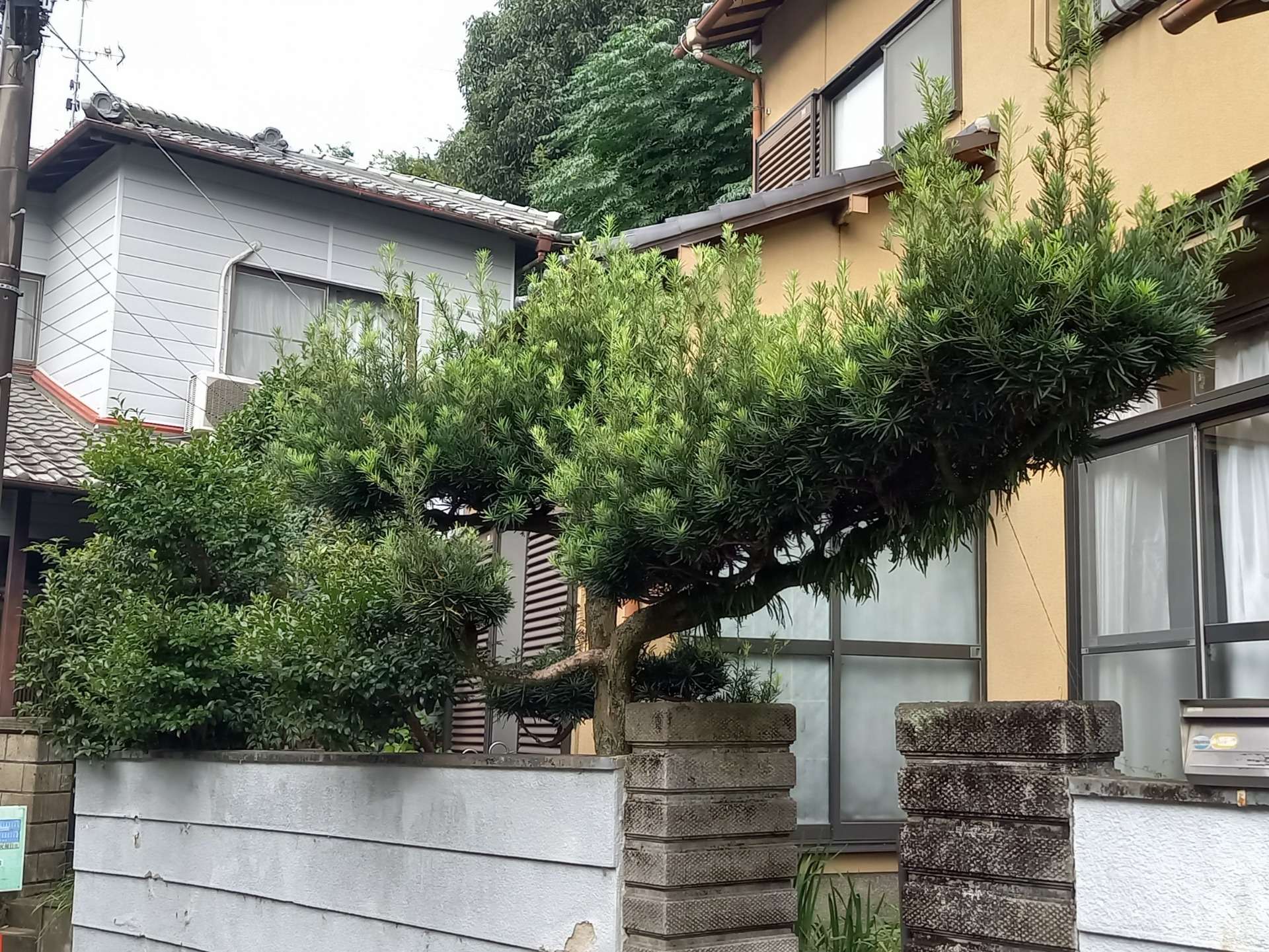 京都府宇治市W様邸宅の剪定・刈込剪定をしました！植木屋京都みなみ園