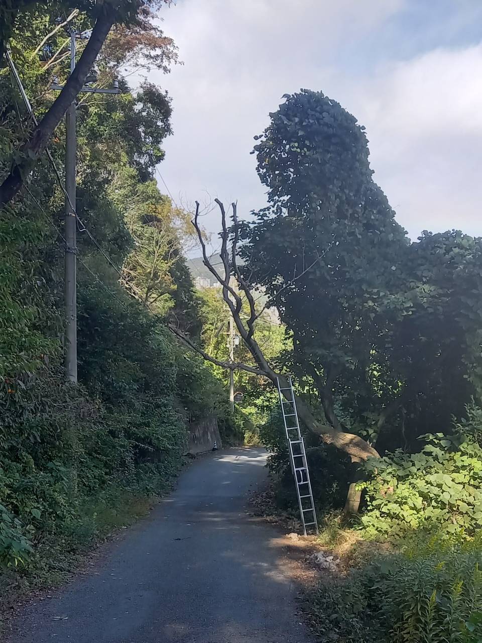 兵庫県宝塚市M様邸宅の山林の枯れ木の伐採をしました！京都みなみ園