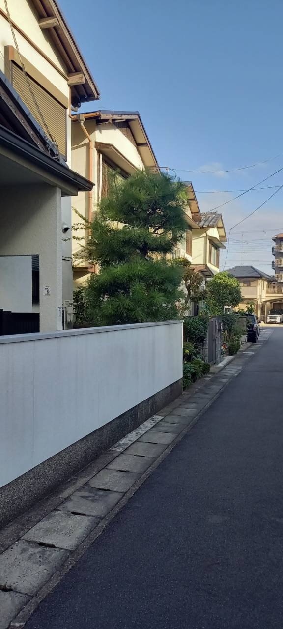 京都府宇治市S様邸宅の松の剪定をしました！京都みなみ園