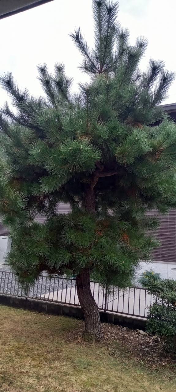 京都府宇治市N様邸宅の松の剪定をしました！植木屋京都みなみ園