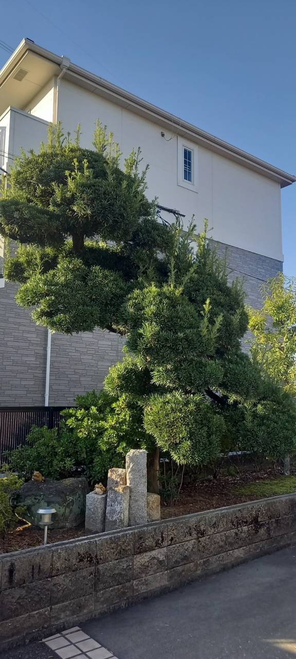 京都府城陽市T様邸宅剪定をしました！植木屋京都みなみ園