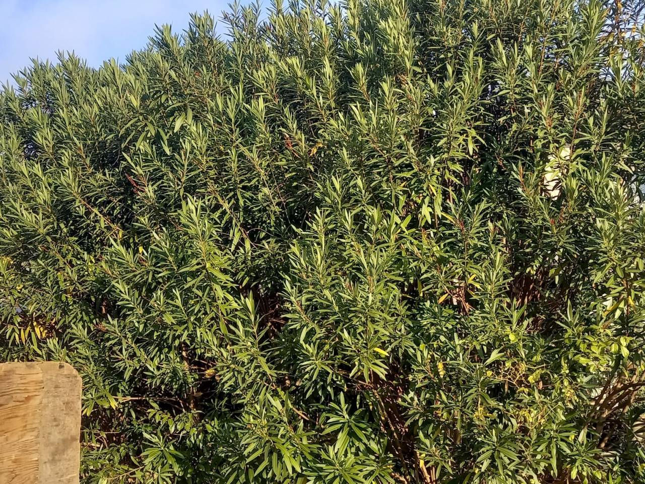 京都市伏見区Y様邸宅の樹木を強剪定しました！植木屋京都みなみ園