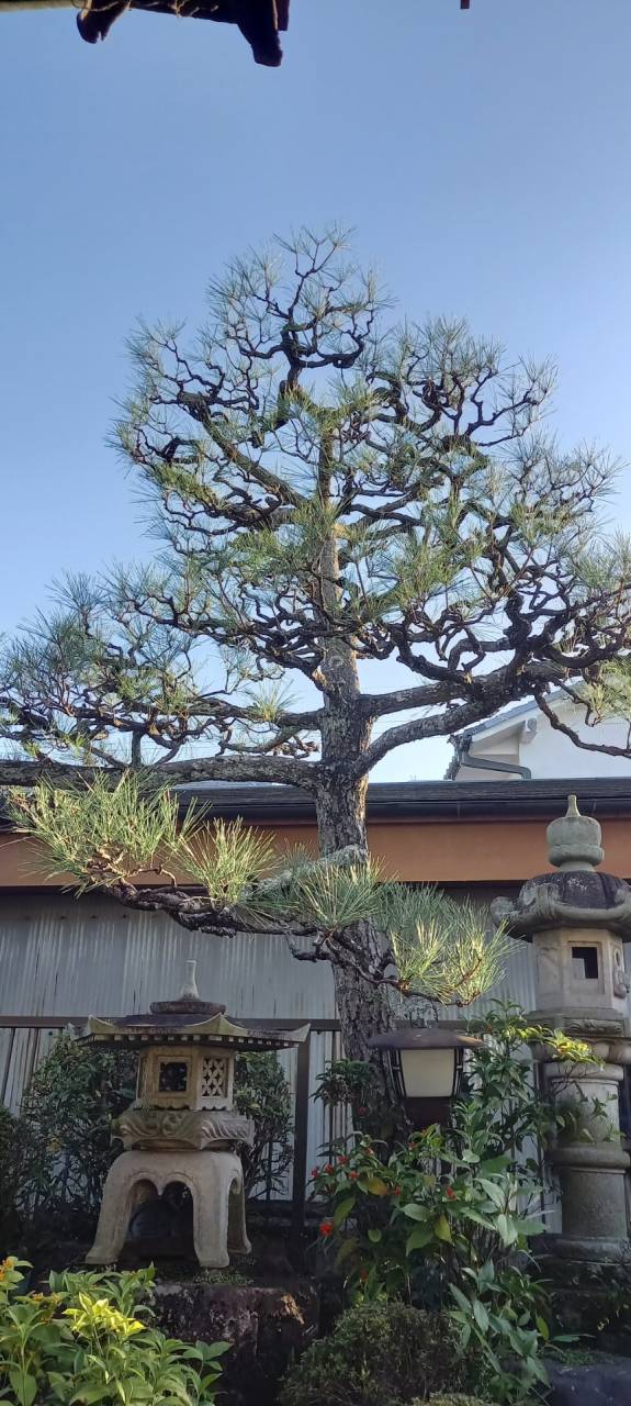 京都府城陽市K様邸宅の松の剪定(お庭の剪定)をしました！植木屋京都みなみ園