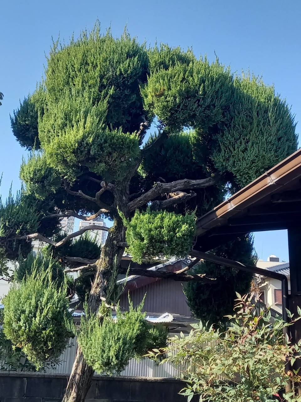 大阪府守口市O様邸宅刈込剪定をしました！植木屋京都みなみ園