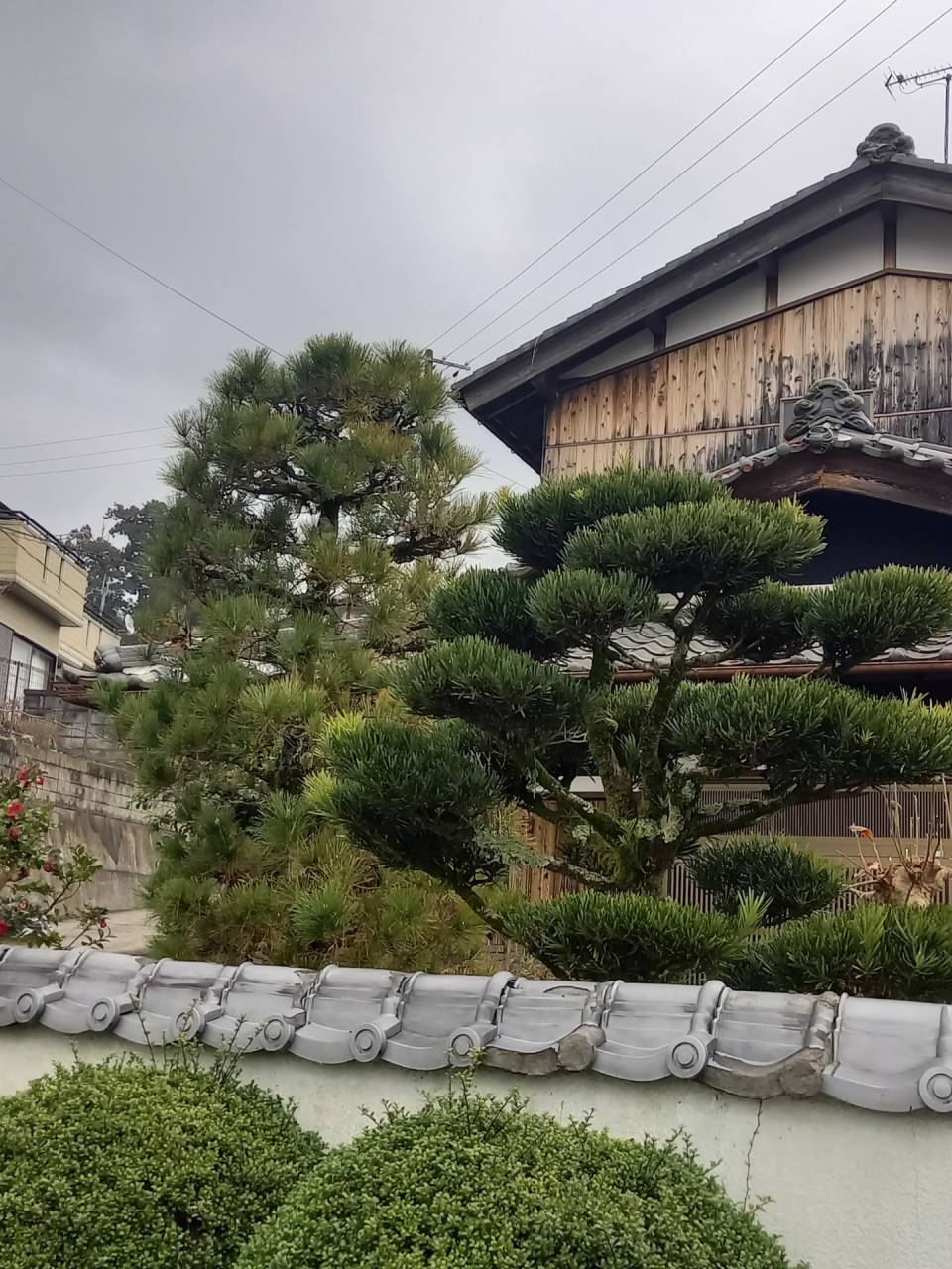 京都府相楽郡N様邸宅の松の剪定・マキの刈込剪定をしました！植木屋　京都みなみ園