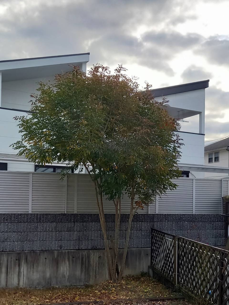 京都府城陽市k様邸宅のシマトネリコの剪定をしました 植木屋 京都みなみ園 ブログ 京都で植木屋なら経験豊富な京都植木屋本舗みなみ園