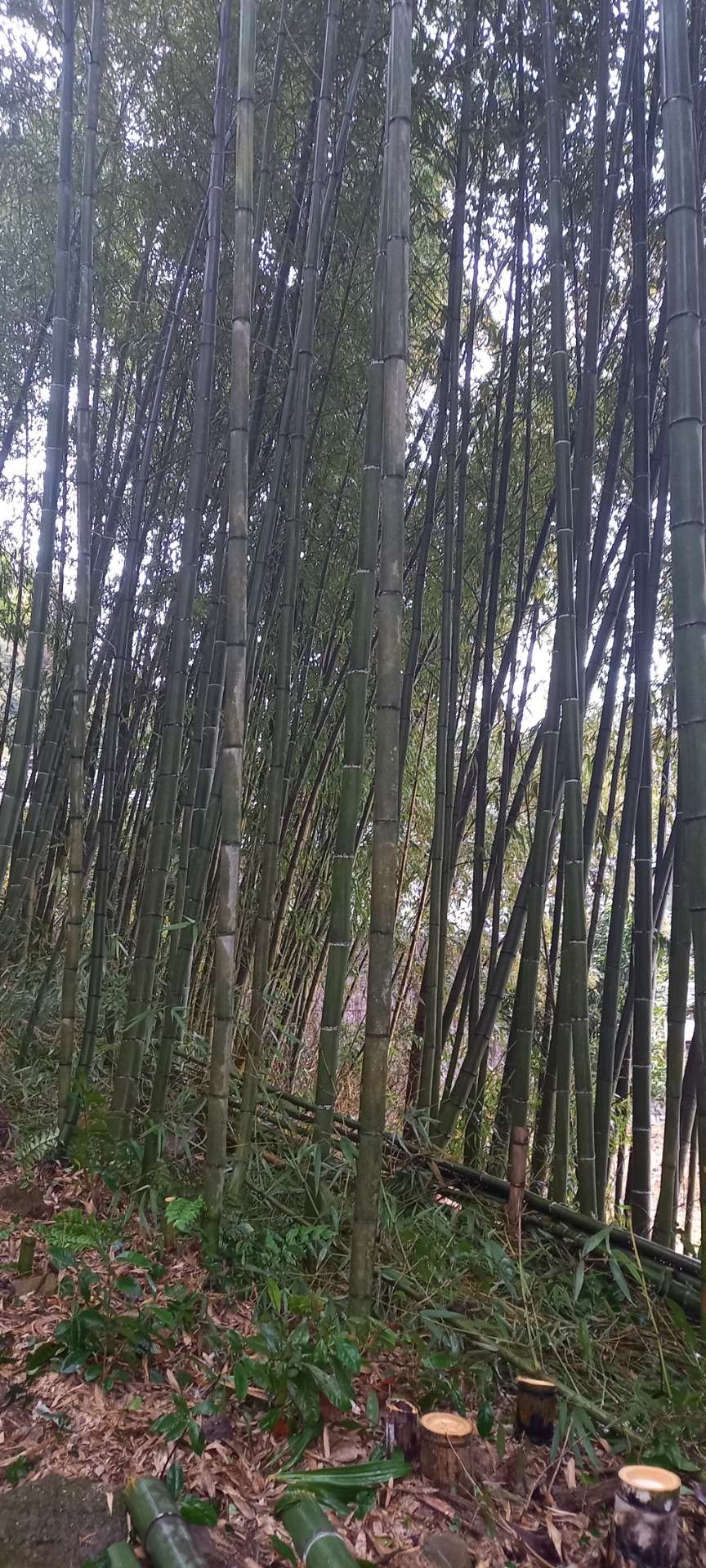 兵庫県三田市N様邸宅の竹の伐採作業をしました！植木屋　京都みなみ園