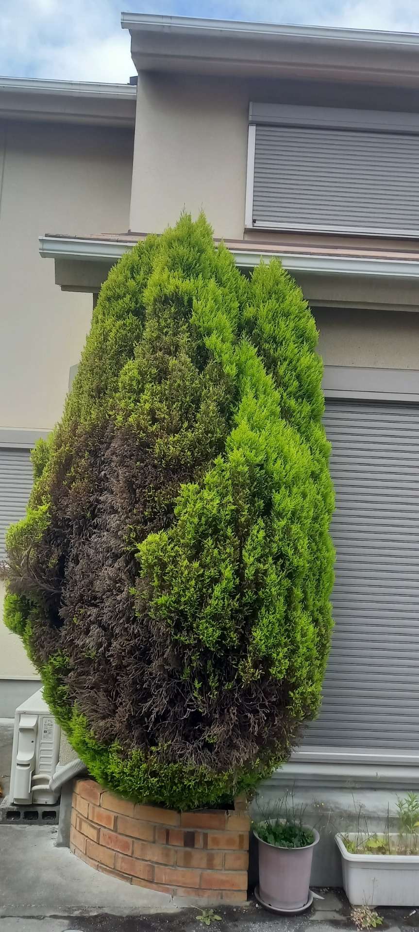 京都市伏見区O様邸宅のコニファーの伐採をしました！植木屋京都みなみ園