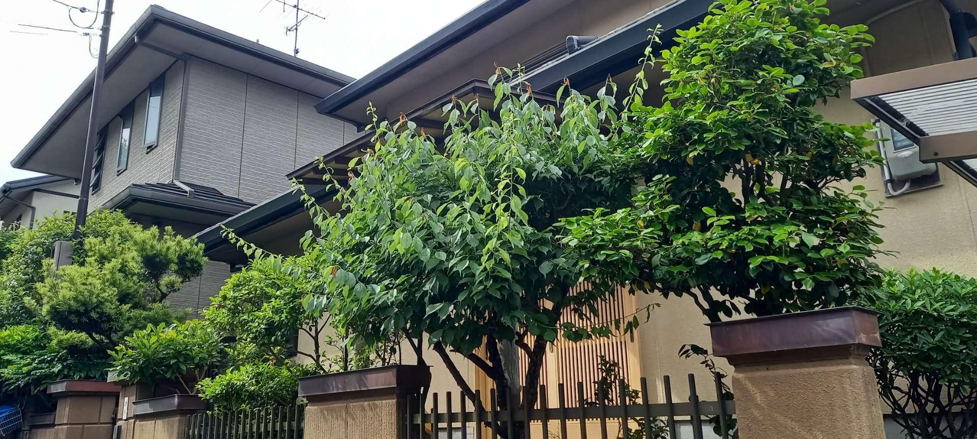 京都府城陽市様I邸宅の剪定・刈込剪定をしました！植木屋京都みなみ園