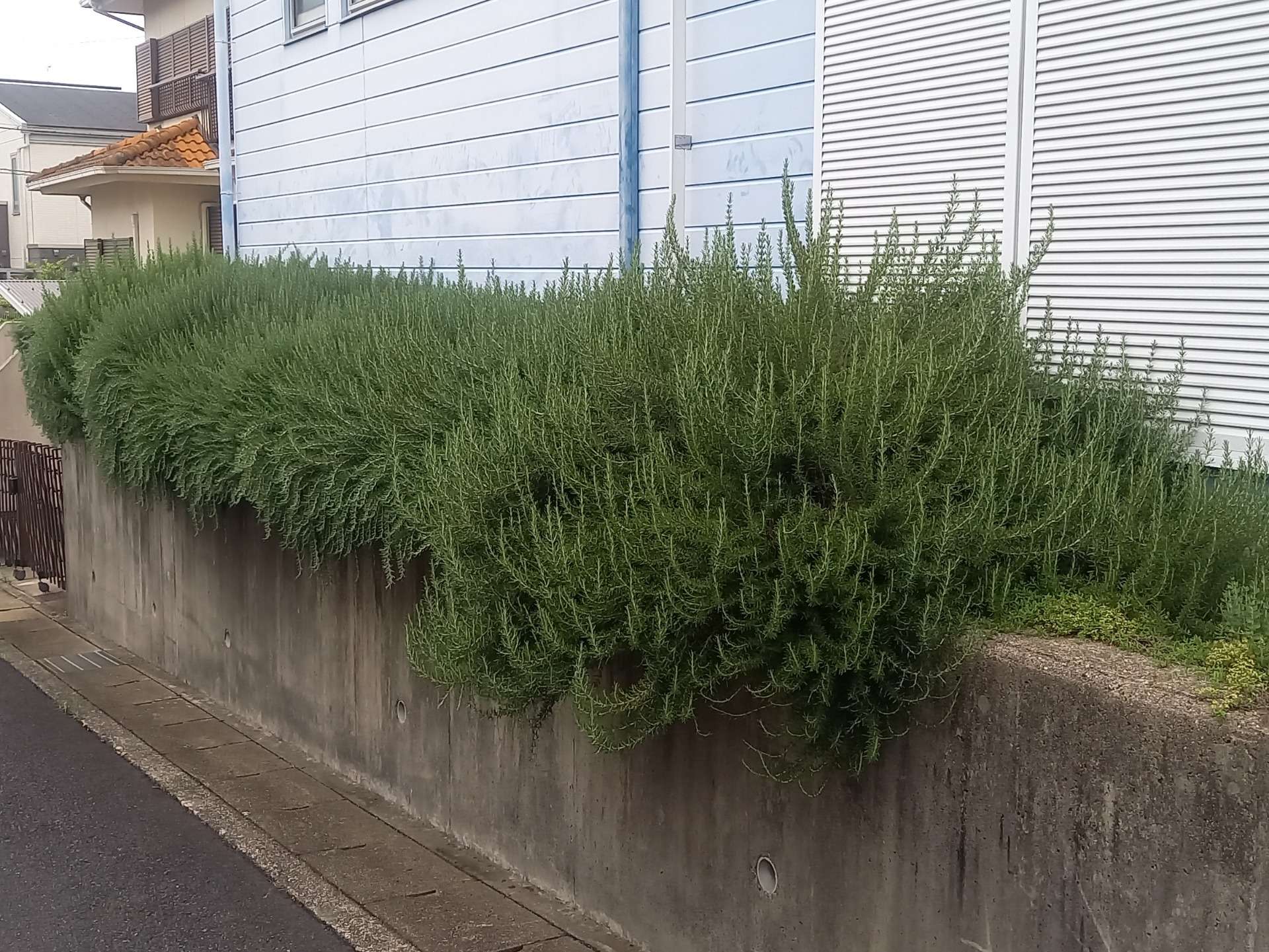 宇治市F様邸の刈込剪定をしました！植木屋　京都　みなみ園